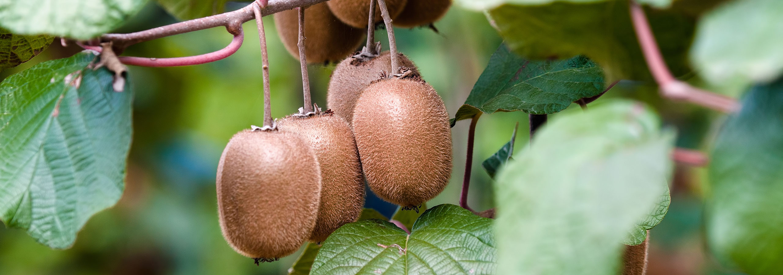 kiwi verde fossano